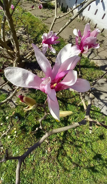  - 2025 - 01 - Primavara