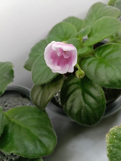  - RM-VOLSHEBNY TULPAN