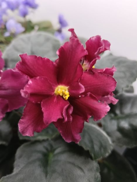  - EK-TAINYI PRIVOROT