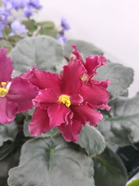  - EK-TAINYI PRIVOROT