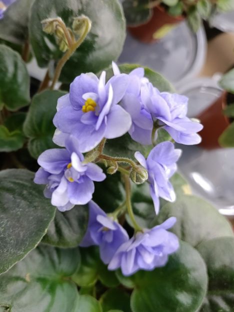  - LE-KHRUSTALNIY VODOPAD