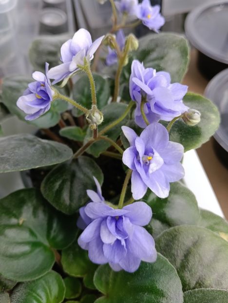  - LE-KHRUSTALNIY VODOPAD