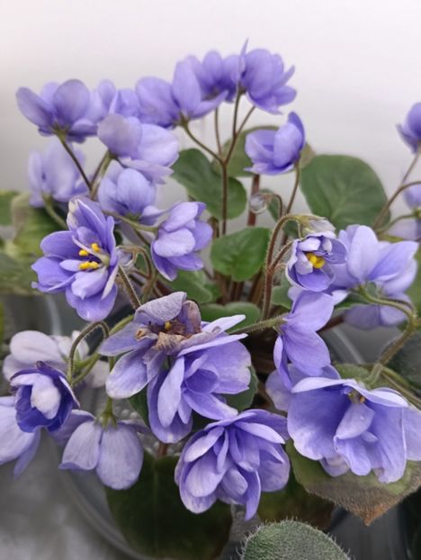  - LE-KHRUSTALNIY VODOPAD