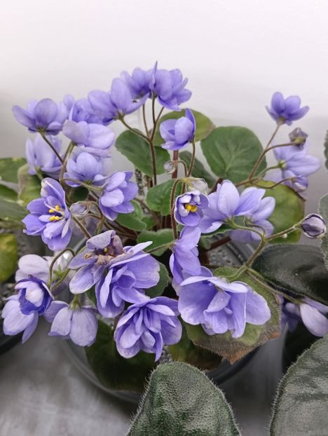  - LE-KHRUSTALNIY VODOPAD