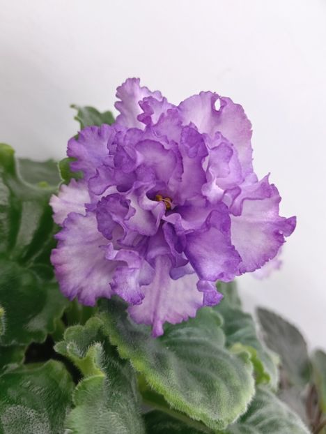  - RM-BEAUTIFUL PEARL