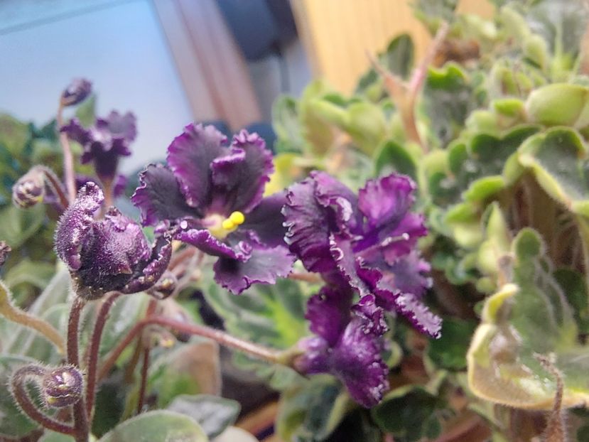  - Violeta Hunter s black talon