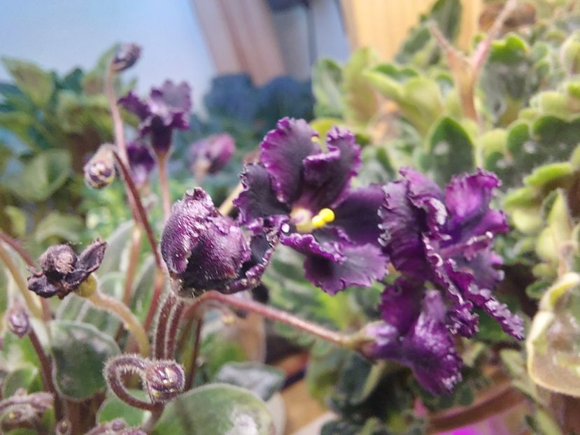  - Violeta Hunter s black talon