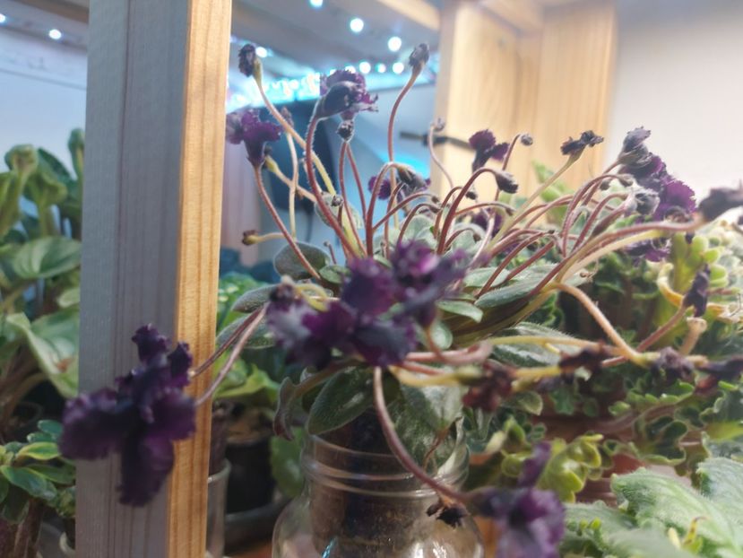  - Violeta Hunter s black talon