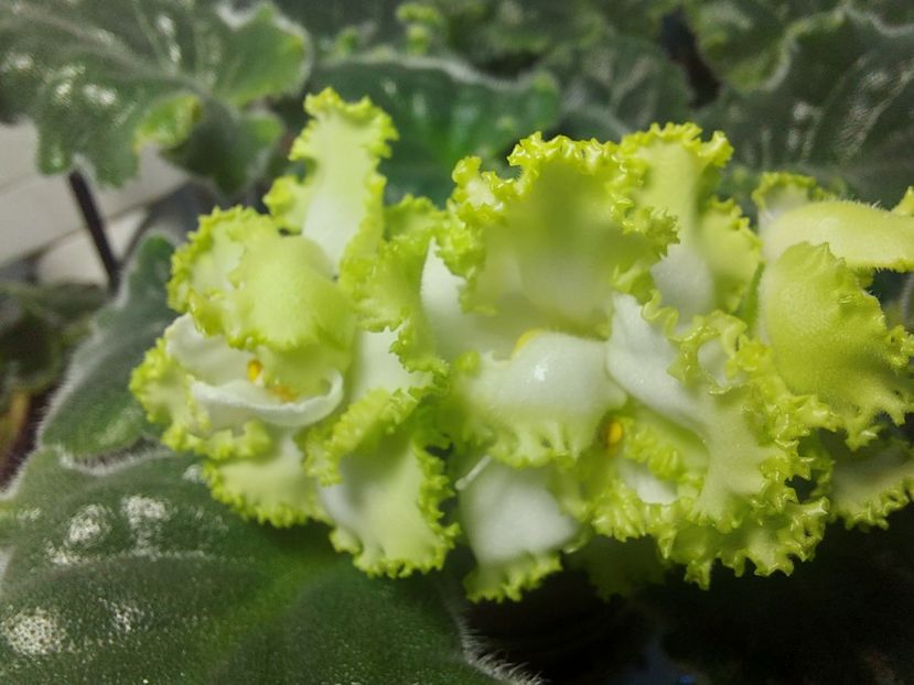  - Violeta RS izumrudnii gorod