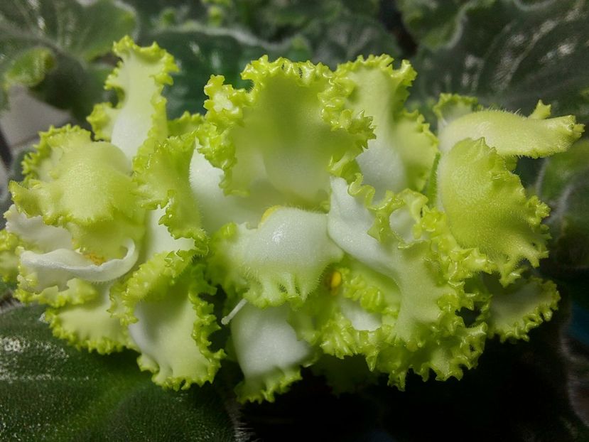  - Violeta RS izumrudnii gorod