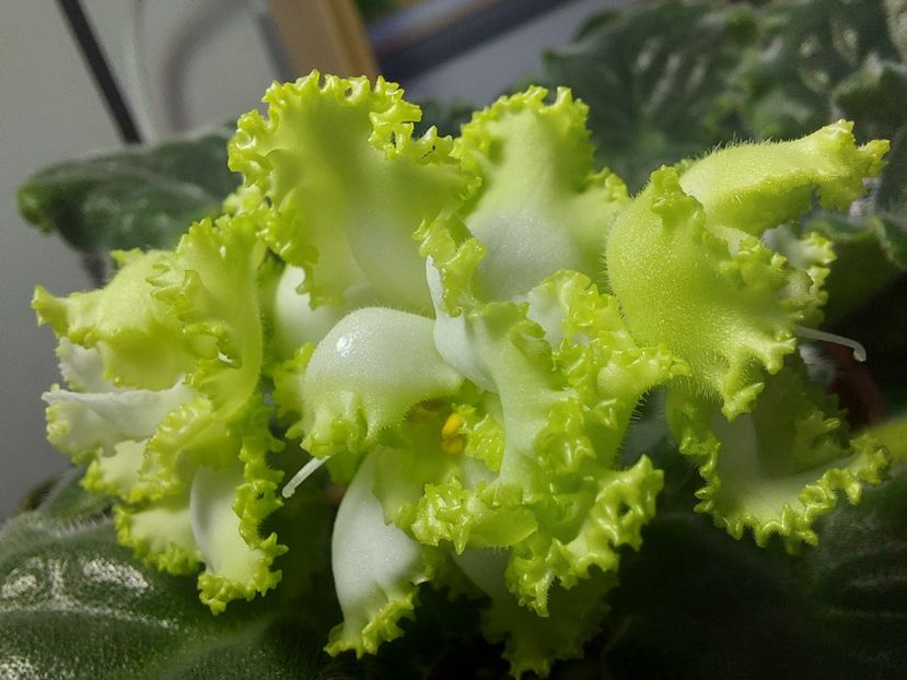  - Violeta RS izumrudnii gorod