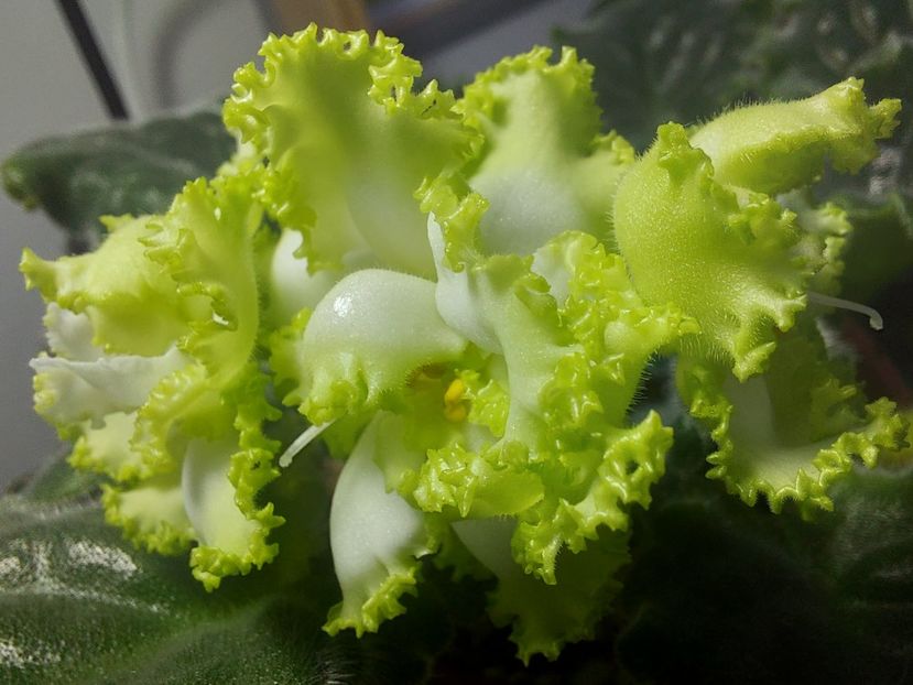  - Violeta RS izumrudnii gorod