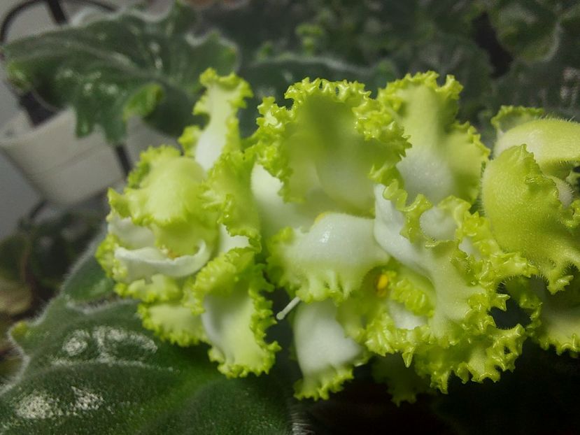  - Violeta RS izumrudnii gorod