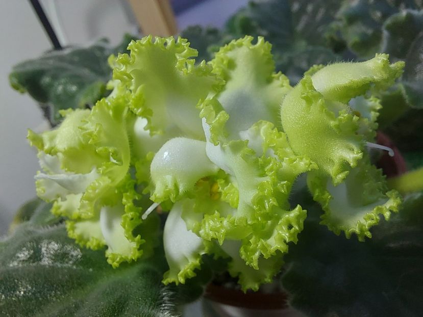  - Violeta RS izumrudnii gorod