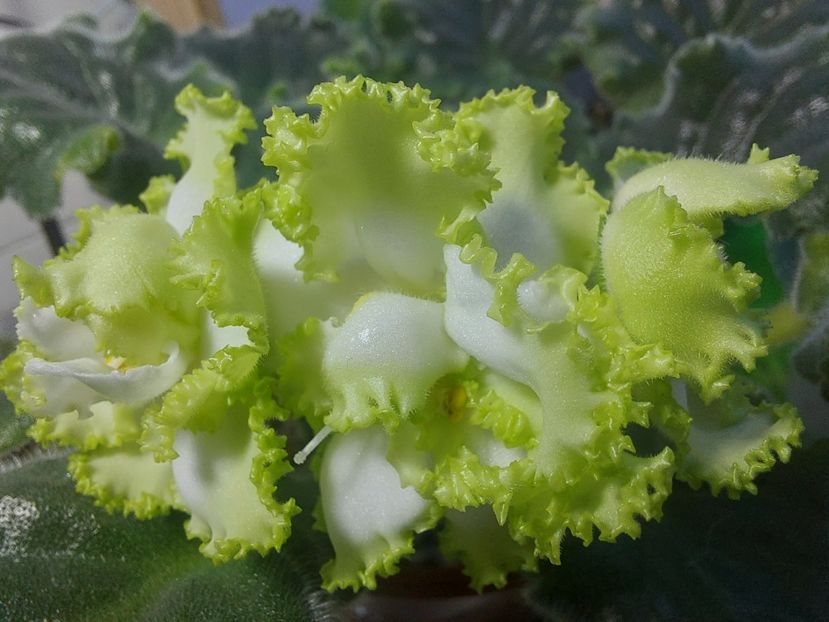  - Violeta RS izumrudnii gorod