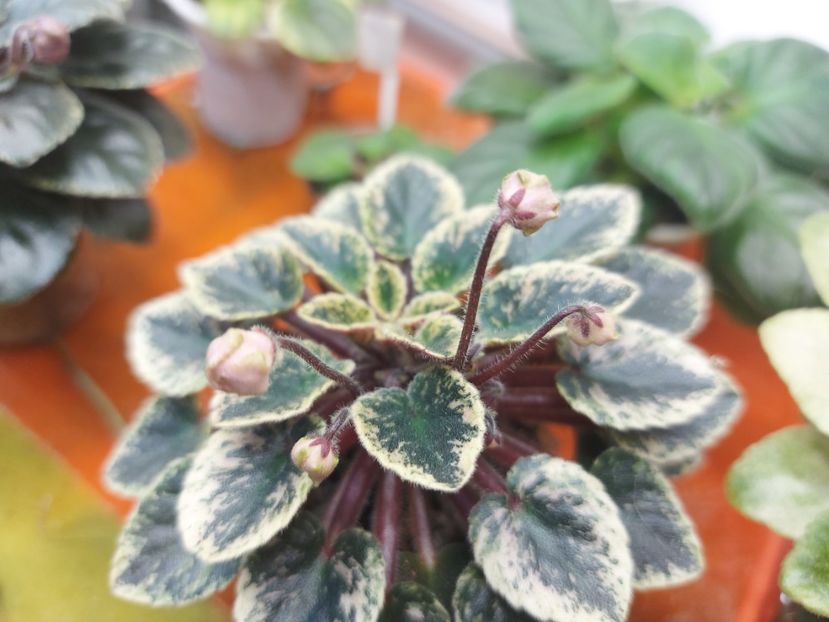  - Violeta NL Kniaginia Olga