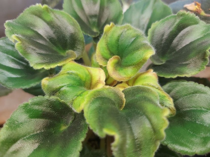  - Violete frunze si rozete