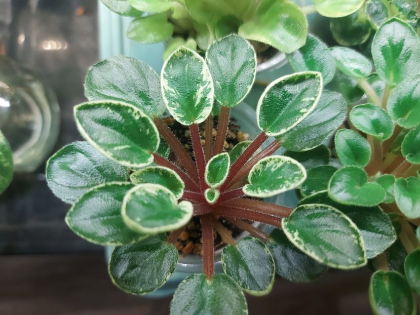  - Violete frunze si rozete