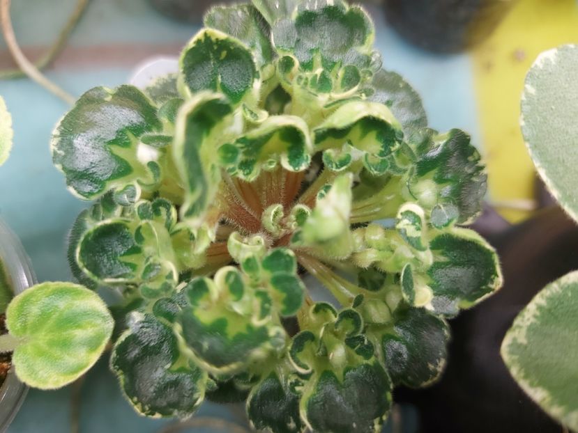  - Violete frunze si rozete