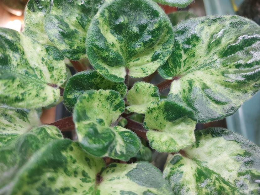  - Violete frunze si rozete