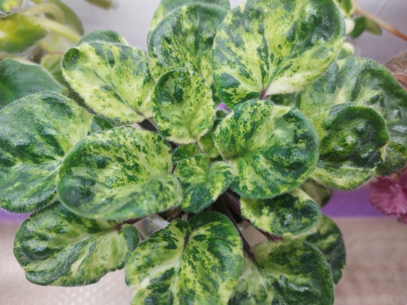  - Violete frunze si rozete