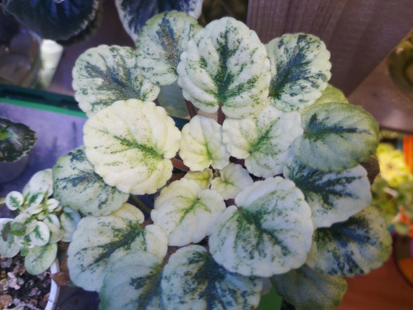  - Violete frunze si rozete