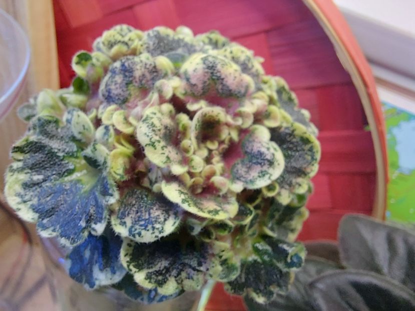  - Violete frunze si rozete