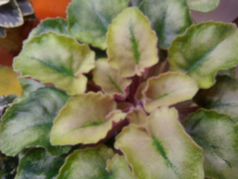  - Violete frunze si rozete