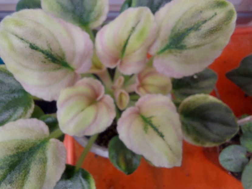  - Violete frunze si rozete