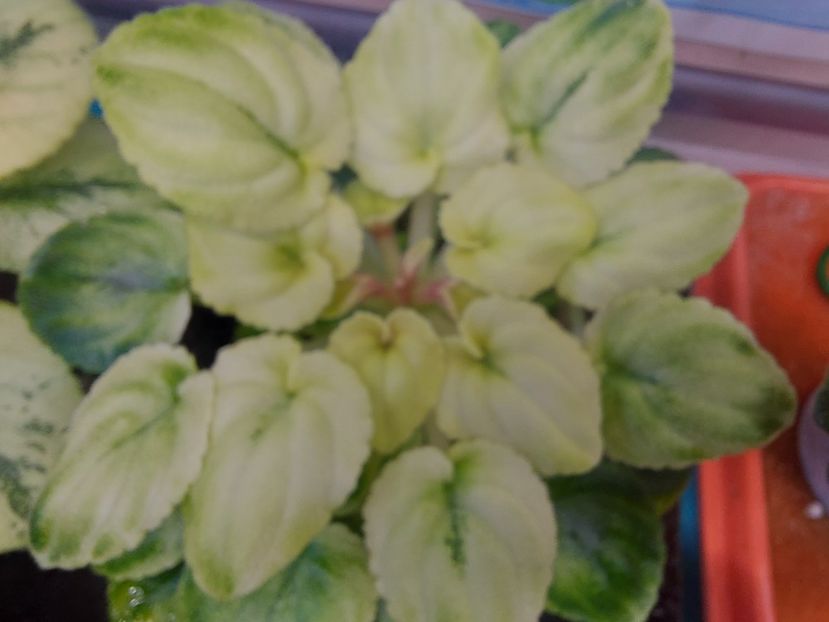  - Violete frunze si rozete