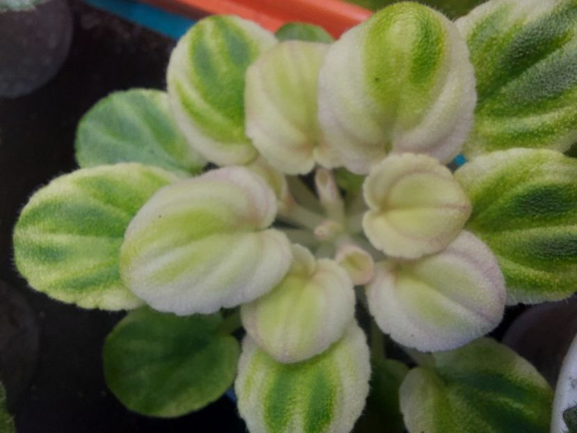  - Violete frunze si rozete