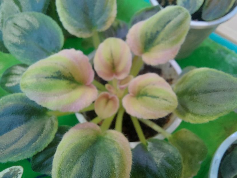  - Violete frunze si rozete