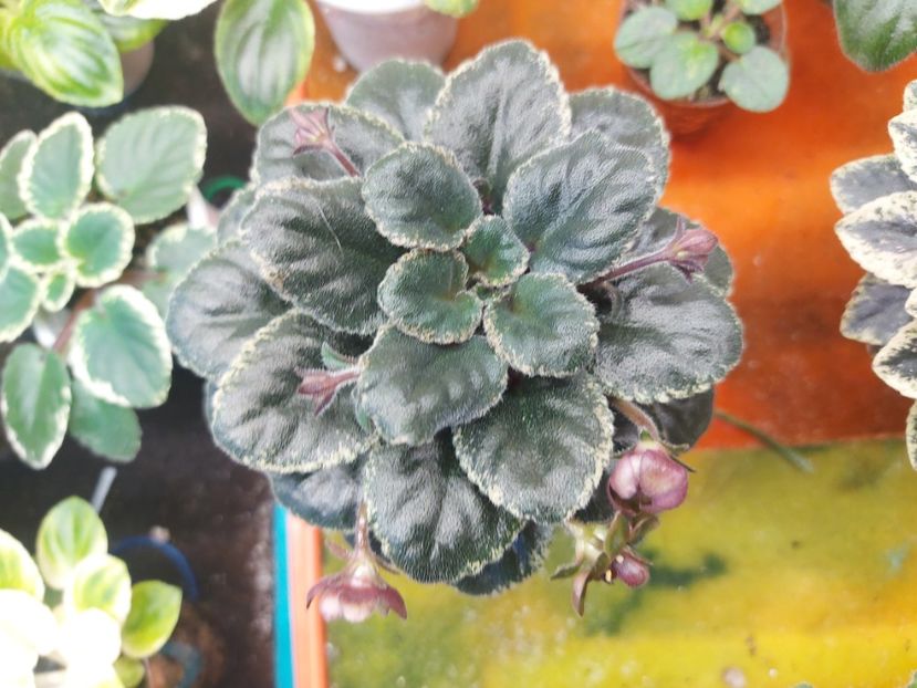  - Violete frunze si rozete