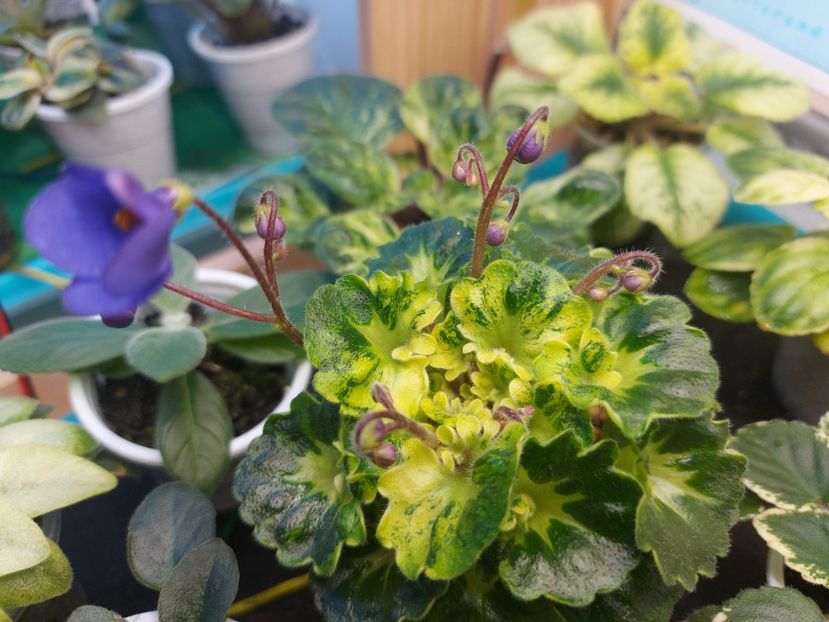  - Violete frunze si rozete