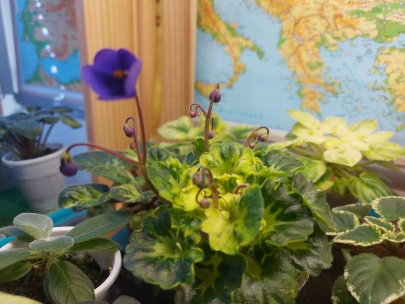  - Violeta Painted Silk