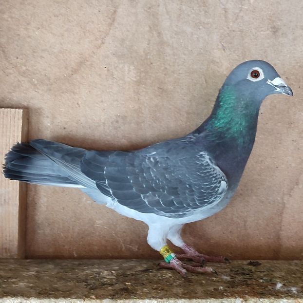 Mascul 24-522 - Guti