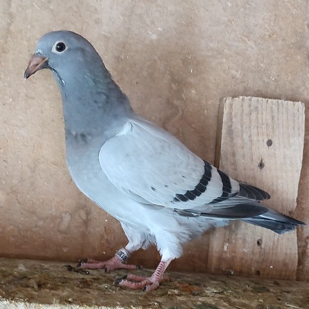Pui 25-307 - Vanat