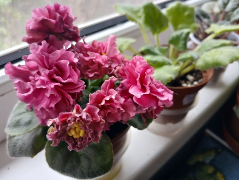  - LF Kremovyy Desert