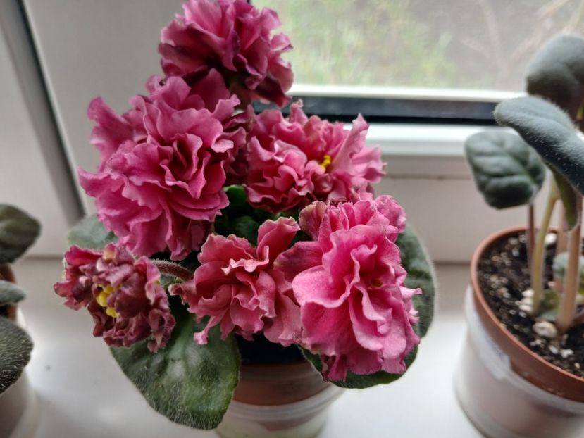  - LF Kremovyy Desert