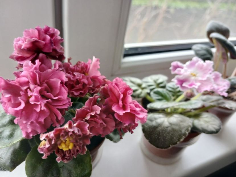  - LF Kremovyy Desert