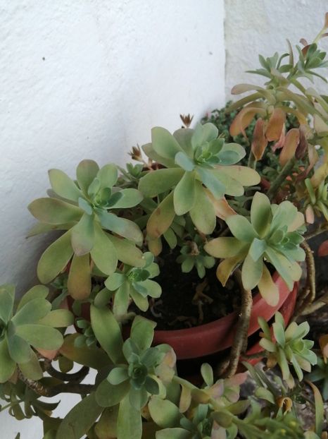 GRAPTOPETALUM - Suculente