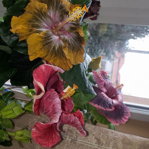  - Miaoli Apple Green