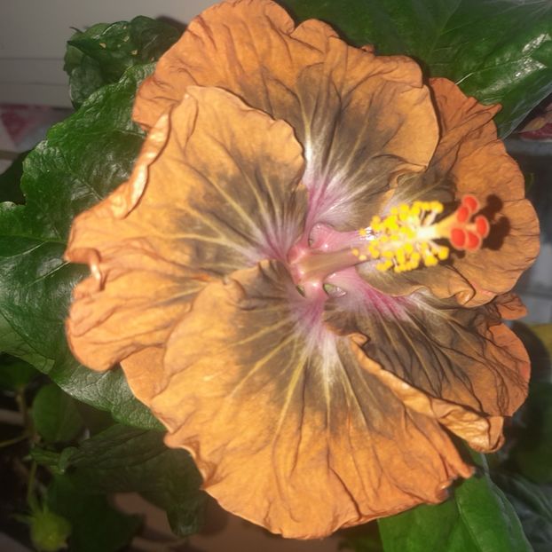  - Miaoli Apple Green