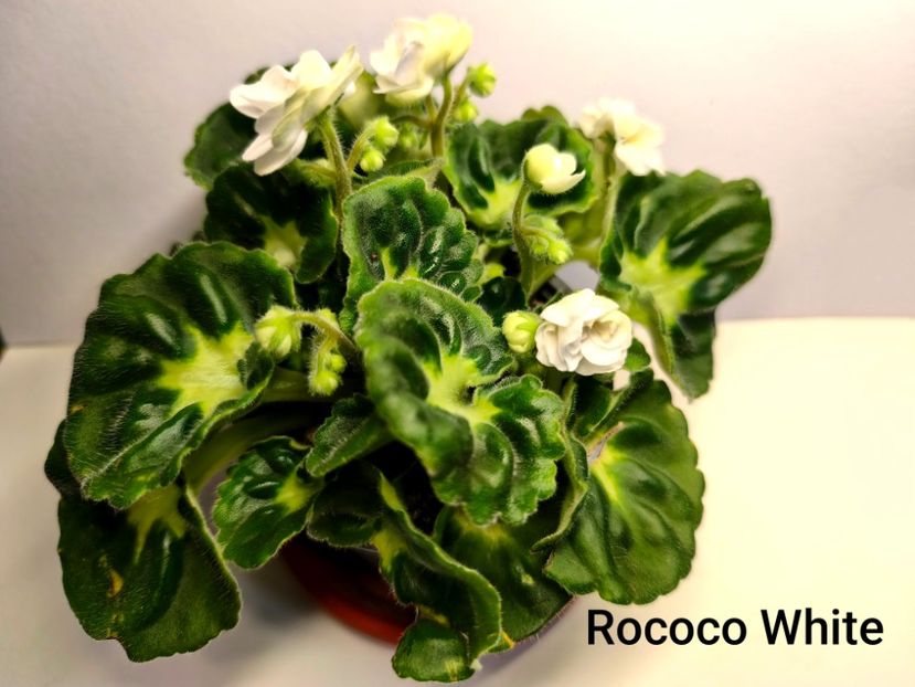  - Colectie Violete africane 2025