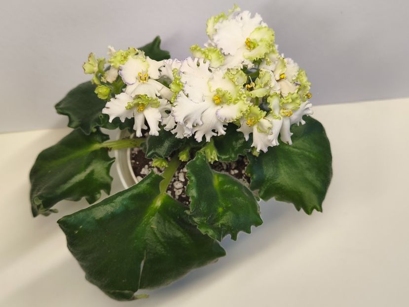  - Colectie Violete africane 2025