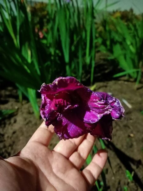 IMG.2024.10.06 - A doua grădină 2