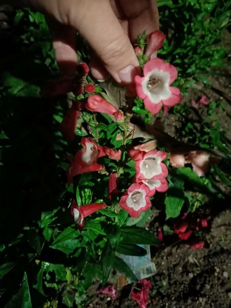 Img.2024.10.06 - A doua grădină 2