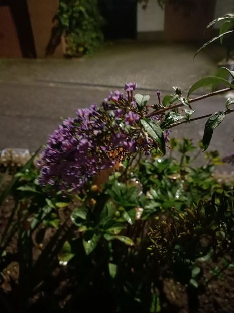 Img.2024.10.06 - A doua grădină 2