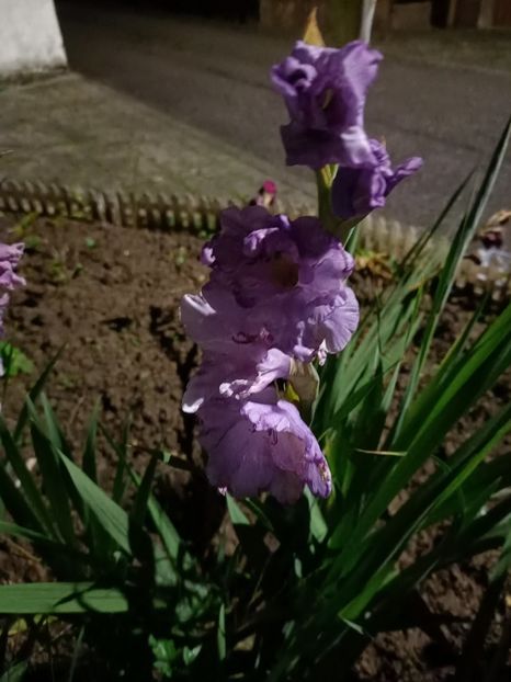 Img.2024.10.06 - A doua grădină 2