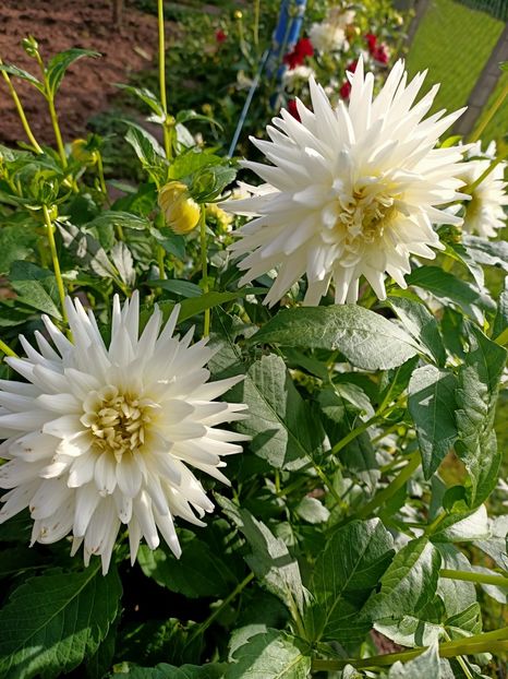 Img.2024.10.12 - A doua grădină 2